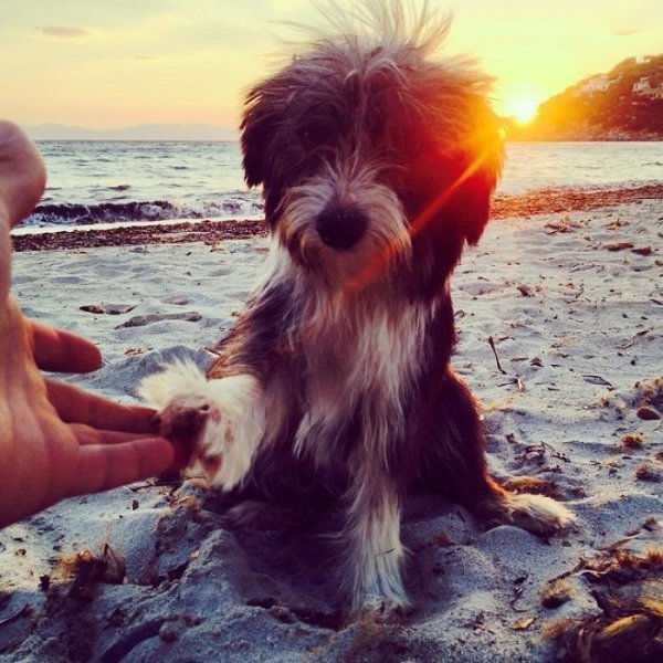 Парень на море с собакой