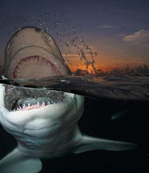 Талассофобия морские чудовища