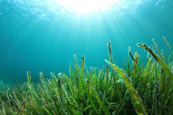 Морские водоросли спирулина