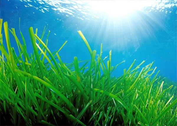 Посидония водоросль