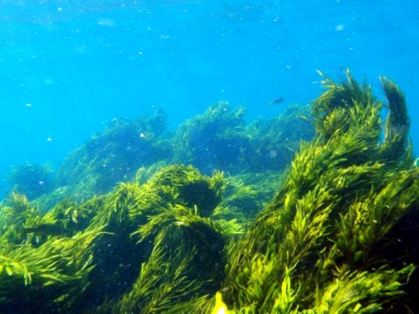 Ламинария Охотское море
