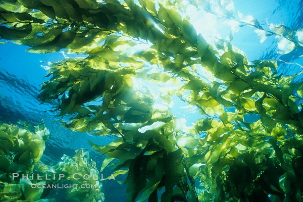 Бурые водоросли макроцистис