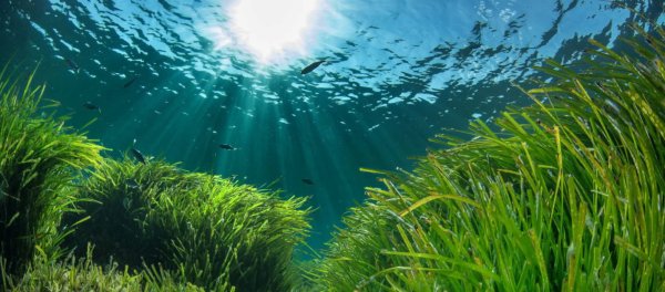 Посидония водоросль