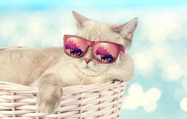 Коты в очках для моря