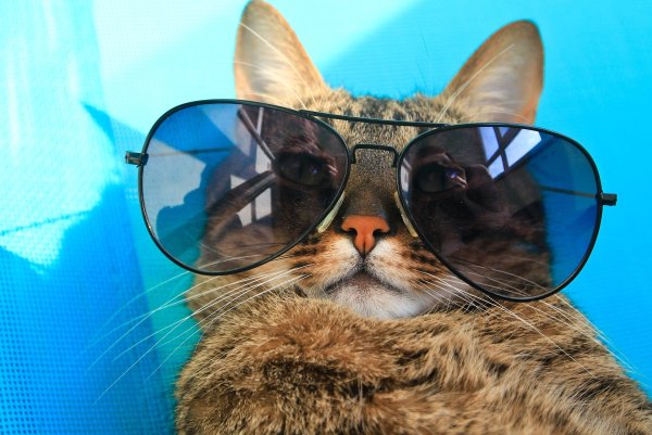 Котик в очках