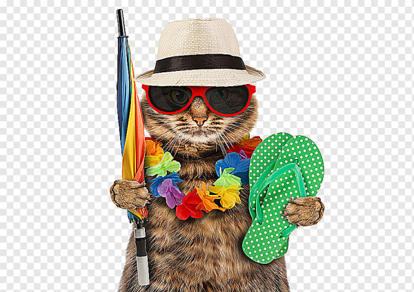 Котик в шляпе и очках