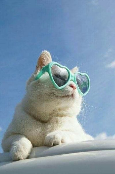 Кот в очках на пляже