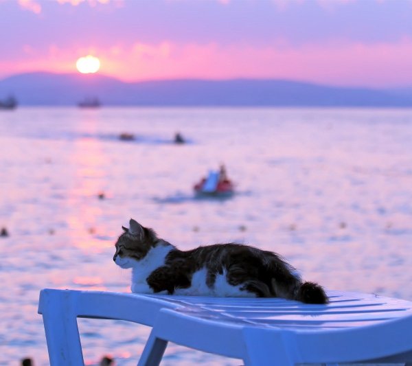 Кот на берегу моря лежит