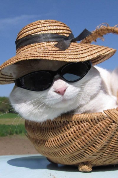 Кот в панамке и очках
