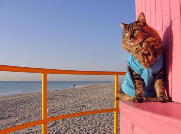 Отдыхающие коты