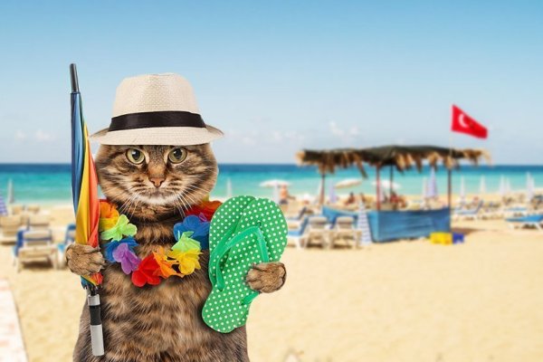 Киса в отпуске