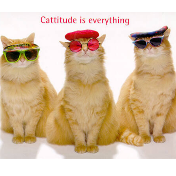 Три КРУТЫХ кота