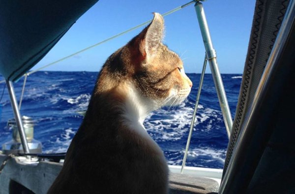 Кот на пляже