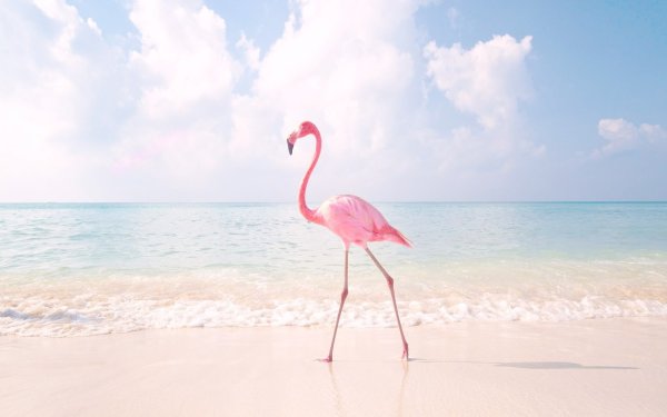 Розовый Фламинго на фоне моря