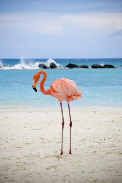 Кайо Гильермо Фламинго