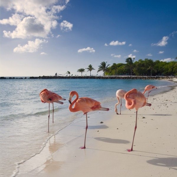 Куба Кайо Коко и розовый Фламинго