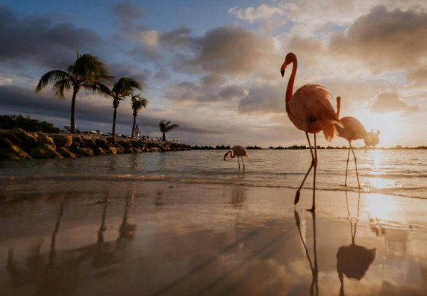 Розовый Фламинго на пляже