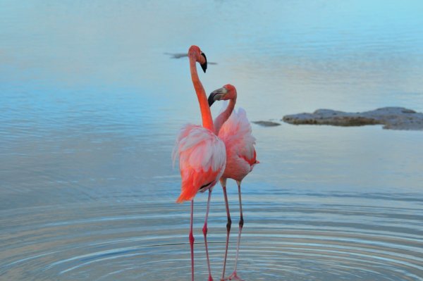 Розовый Фламинго на закате