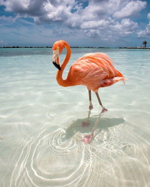 Аруба пляж с Фламинго