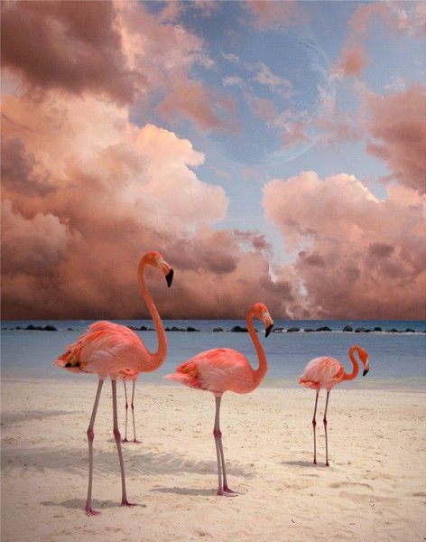 Фламинго на закате