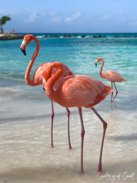 Кайо Коко Фламинго