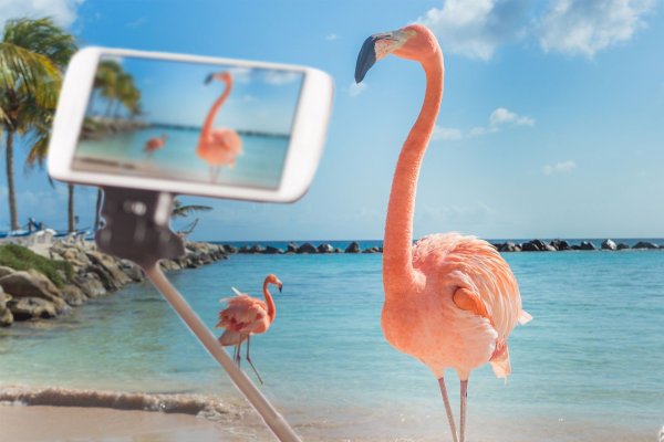 Кайо Коко Фламинго