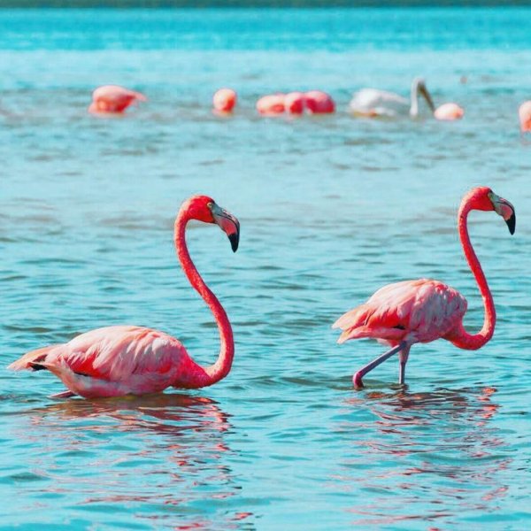 Мексика розовое озеро и Фламинго