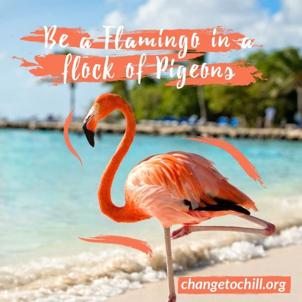 Фламинго для детей