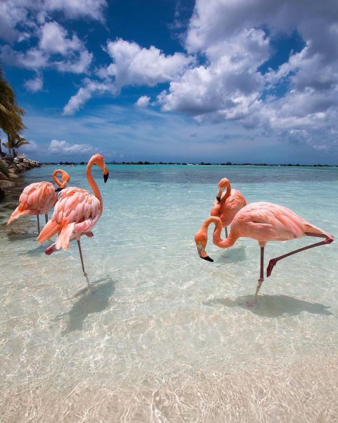 Кайо Коко Куба Фламинго