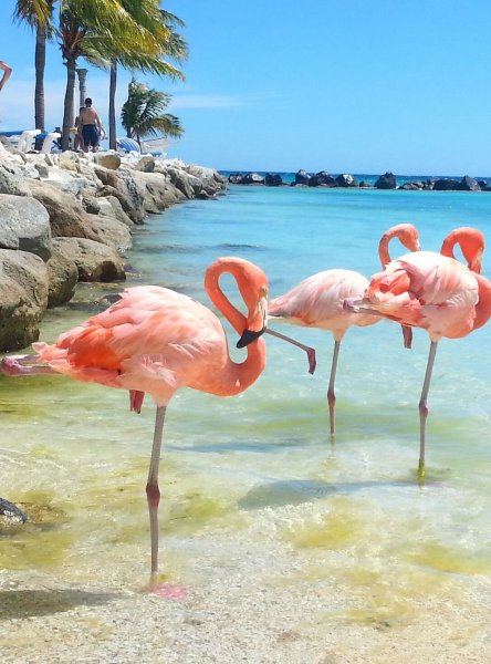 Птицы Кайо Коко Куба