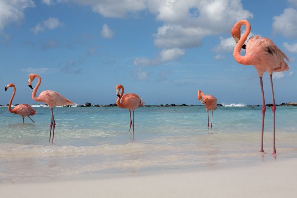 Кайо Гильермо Фламинго