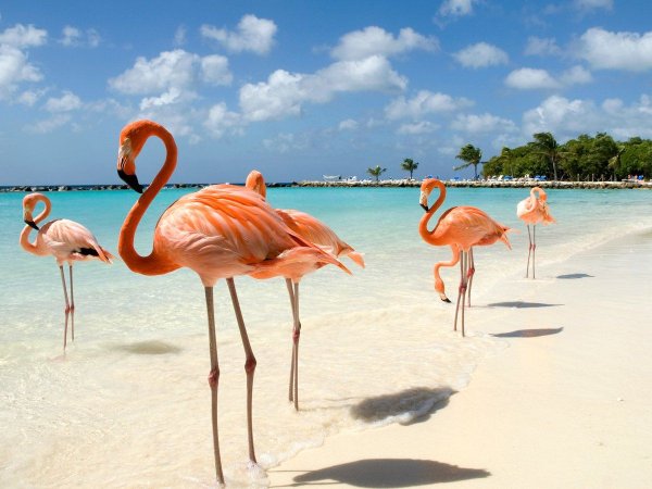 Доминикана животные