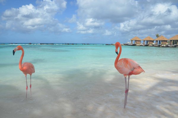 Кайо Коко пляж Фламинго
