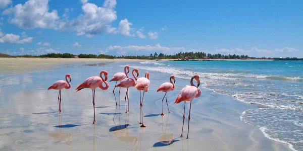 Кайо Коко Куба Фламинго