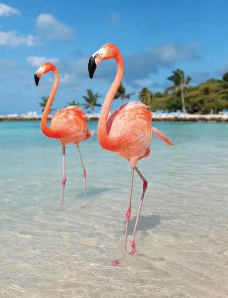 Аруба пляж с Фламинго