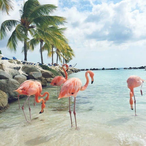 Куба Санта Лусия Фламинго