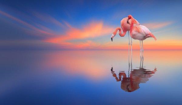 Фламинго на рассвете
