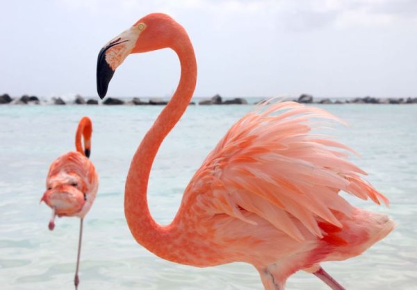 Фламинго на японском