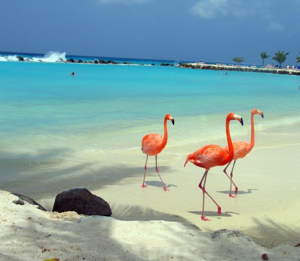 Кайо Коко пляж Фламинго