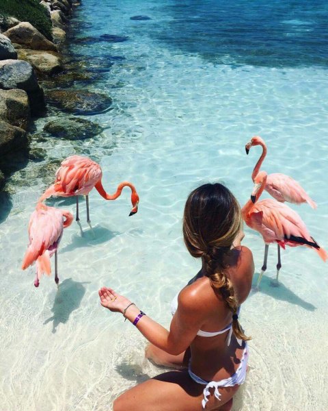 Кайо Коко Куба Фламинго