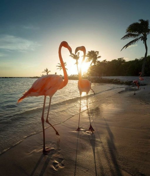 Розовый Фламинго на закате