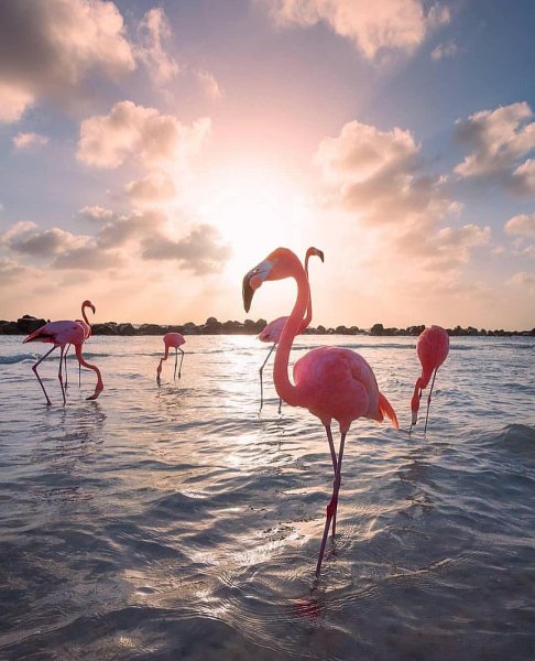 Аруба остров Фламинго