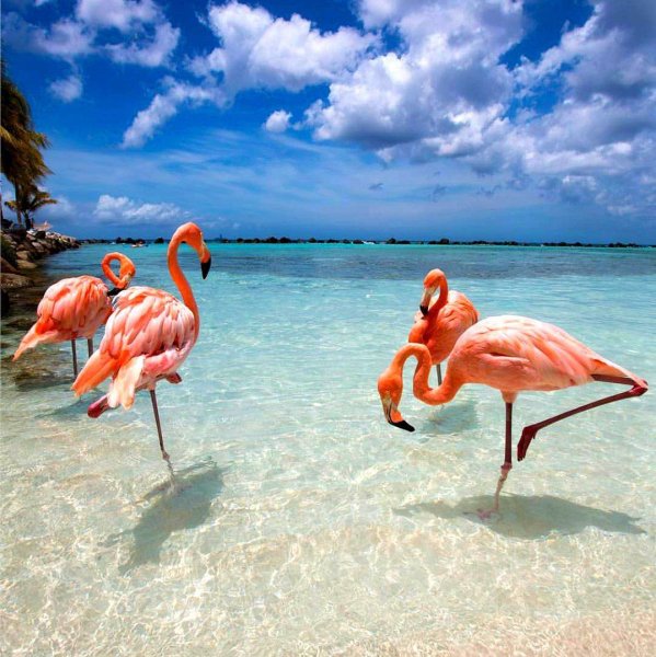 Доминикана красивое фото с Фламинго