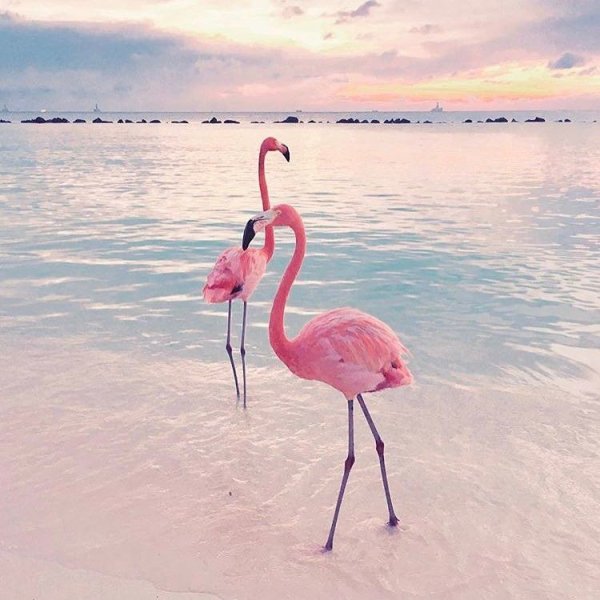 Розовый Фламинго Блиновская