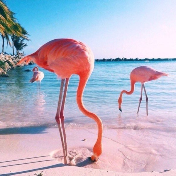 Розовый Фламинго Эстетика