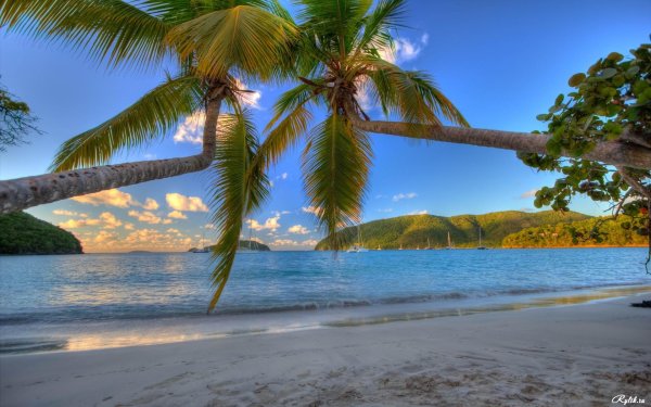 Пальмы и океан