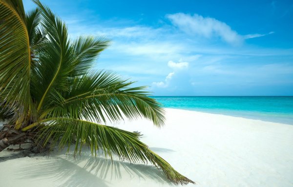 Пальмы песок