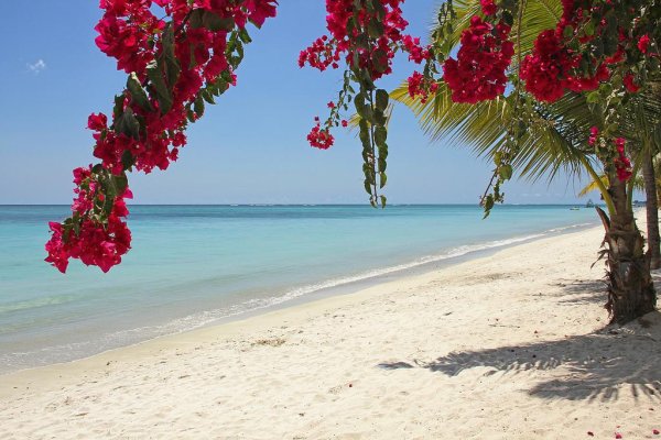 Цветы на пляже красивые