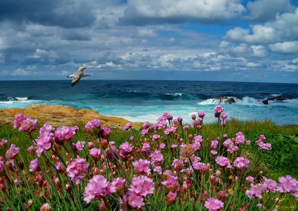 Цветок цветок море длинная картинка Фото