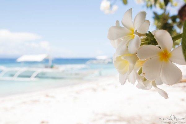 Картинки море цветы пляж (69 фото) » Картинки и статусы про окружающий мир  вокруг